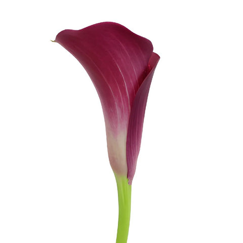 PurpleBerry Mini Calla Lily