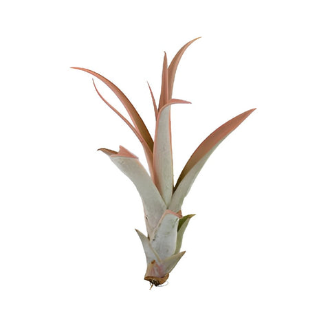 Bulk Capitata Enhanced Peach Air Plant