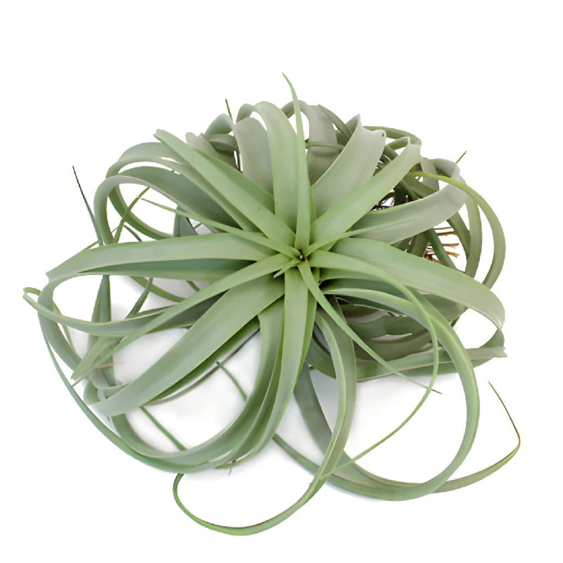 Capitata Xerographica Giant Air Plant