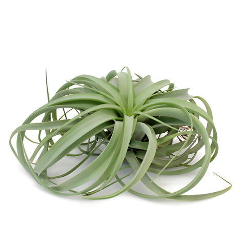 Capitata Xerographica Giant Air Plant