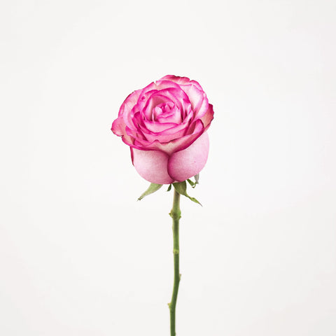 carrousel-pink-rose-stem