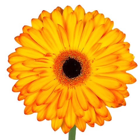 Gerbera Daisy Catwalk Sunset Wholesale Flower Up close
