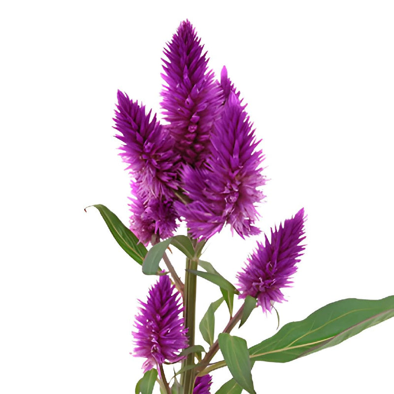 Purpleberry Feather Celosia Flower