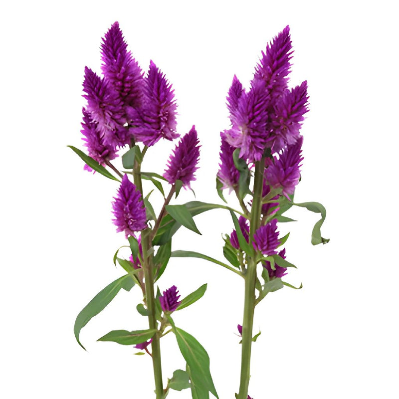 Purpleberry Feather Celosia Flower