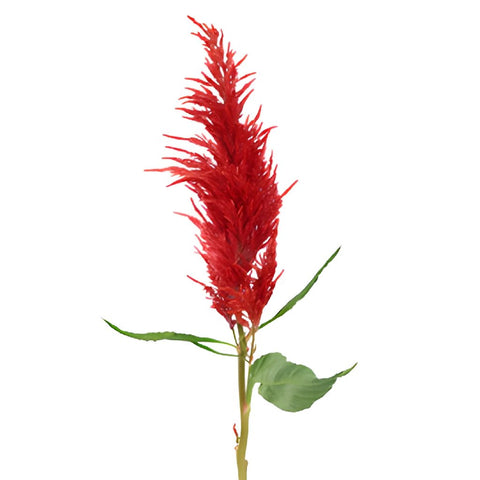 Orangie Red Feather Celosia