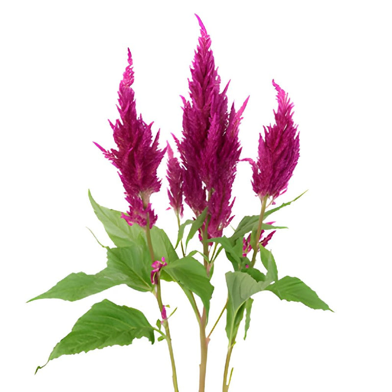 Crushed Berry Feather Celosia Flower