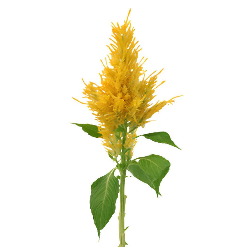 Golden Yellow Feather Celosia
