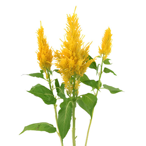 Golden Yellow Feather Celosia