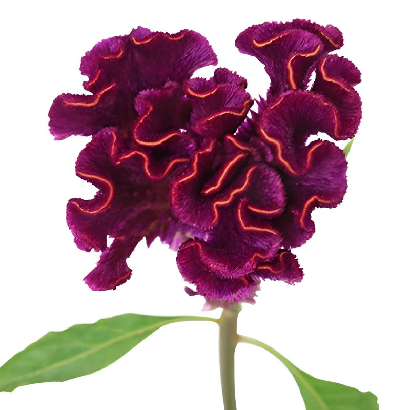 Mulberry Velvet Celosia Flowers