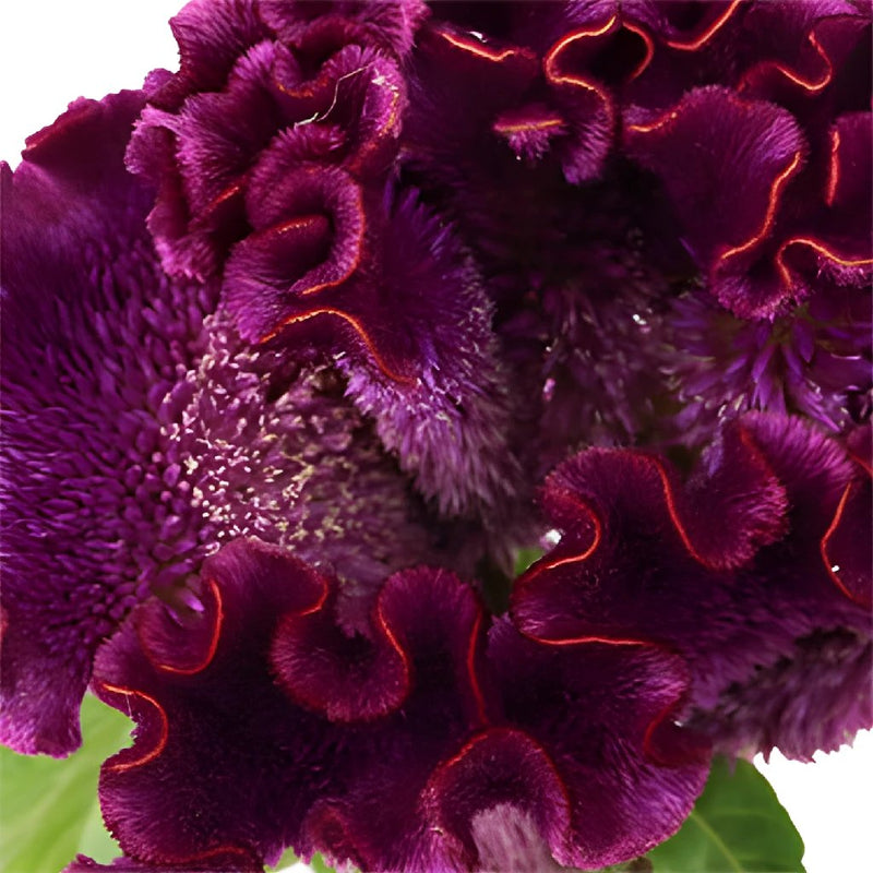 Mulberry Velvet Celosia Flowers