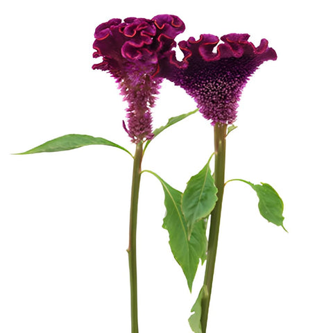 Mulberry Velvet Celosia Flowers
