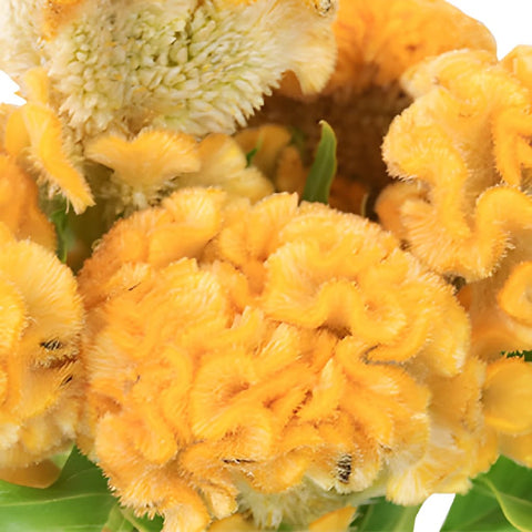 Celosia Bulk Yellow Flowers