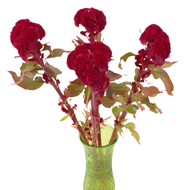 Celosia Fresh Dark Red Flowers