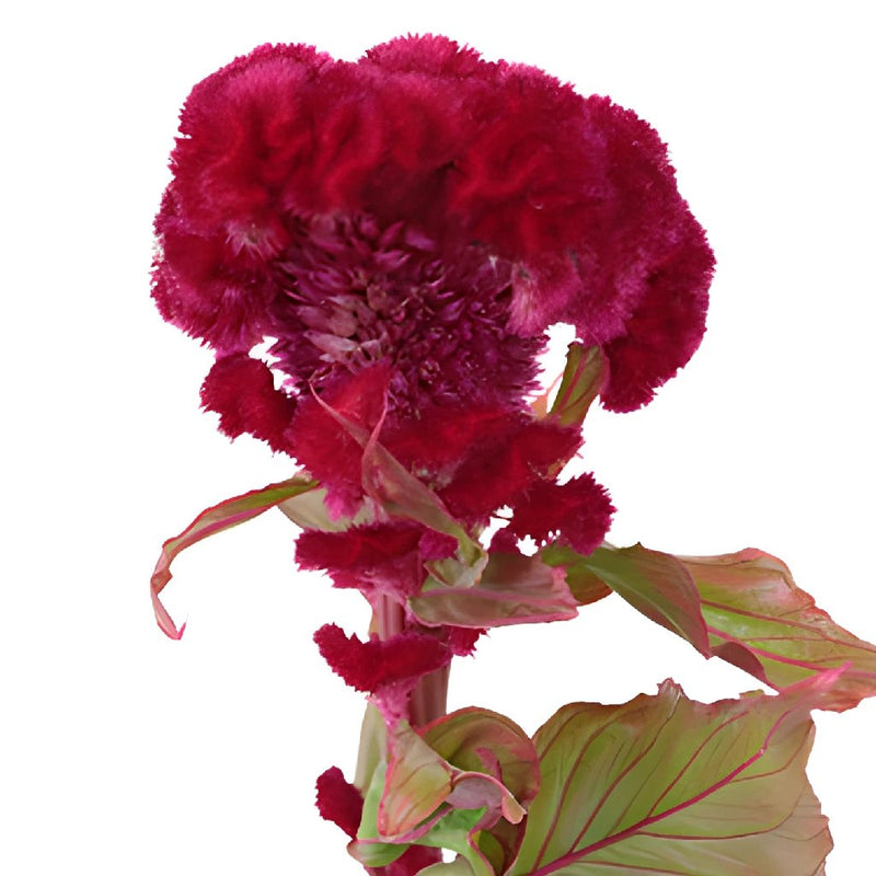 Celosia Fresh Dark Red Flowers