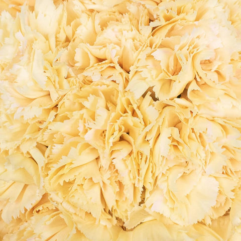Champagne Wholesale Carnation Flowers Up Close