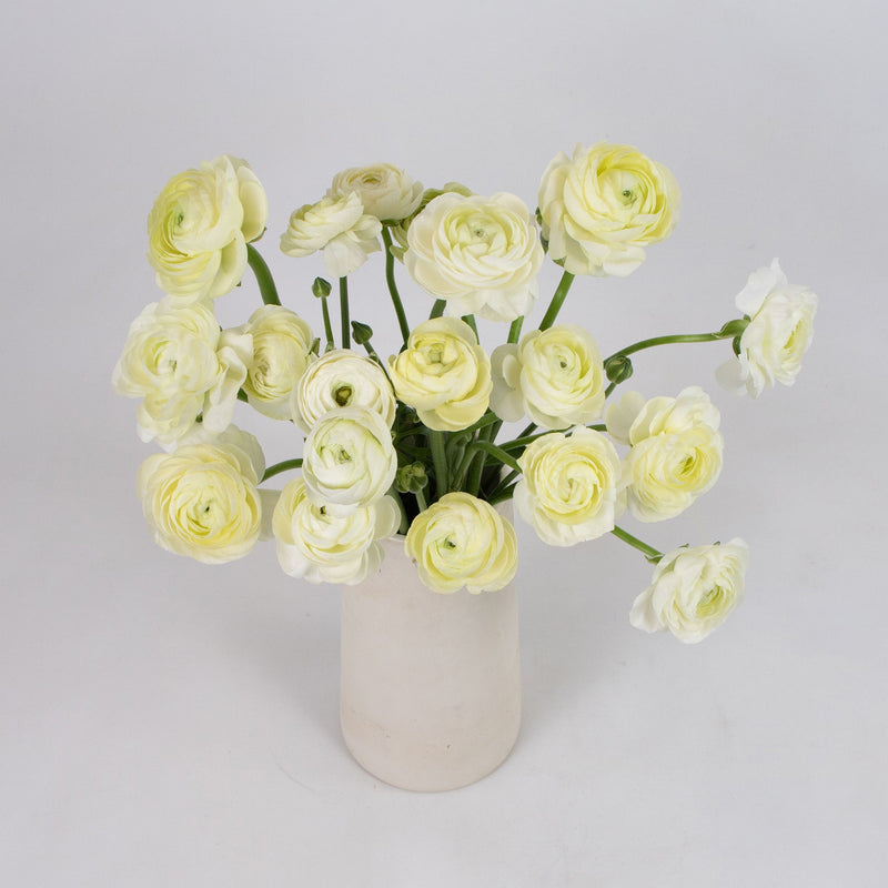 Champagne Ranunculus Flower Bunch in Vase