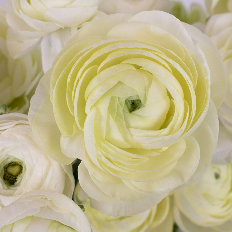 Champagne Ranunculus Flower Up Close