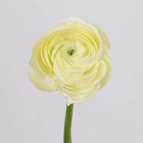 Champagne Ranunculus Flower Stem