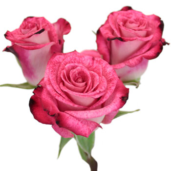 Cherry Follies Hot Pink Spray Rose Stem