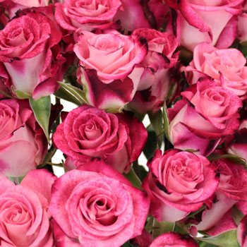 Cherry Follies Hot Pink Spray Roses up close