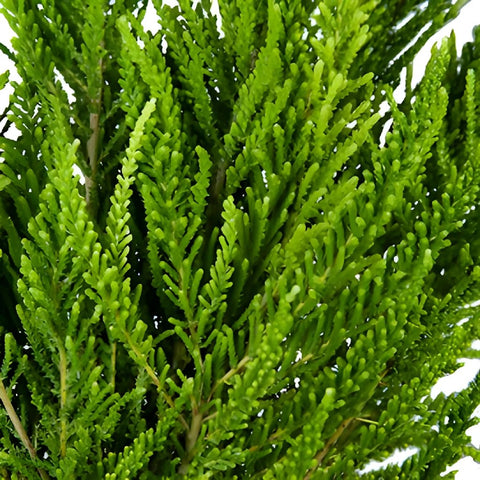 Chilean Green Heather