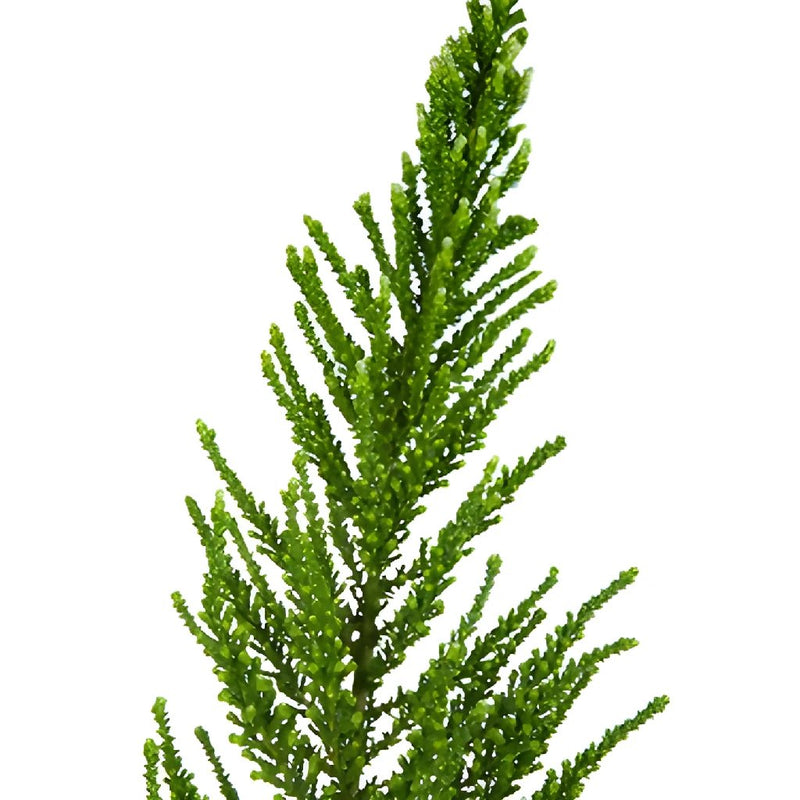 Chilean Green Heather