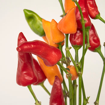 Wedding greenery chili pepper wholesale fall filler flowers sold near me