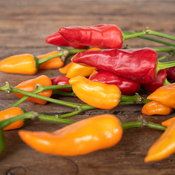 Fresh cut chili pepper wholesale fall greens for sale near me