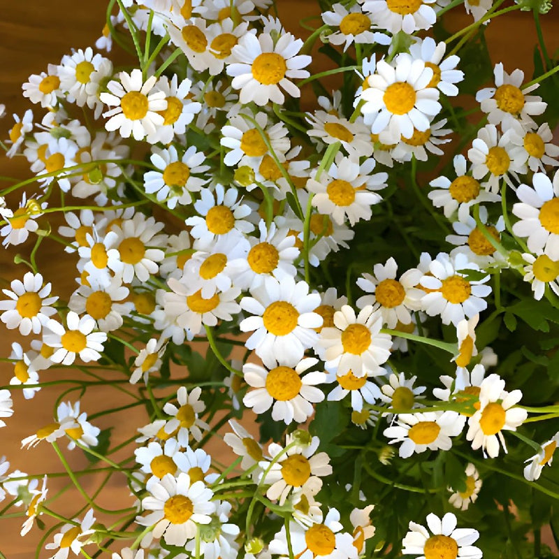 Feverfew Daisy Wholesale Cut Flower