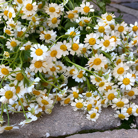 Feverfew Daisy Wholesale Cut Flower