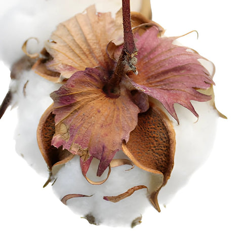 Wholesale Cotton Branches