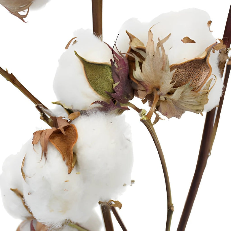 Wholesale Cotton Branches