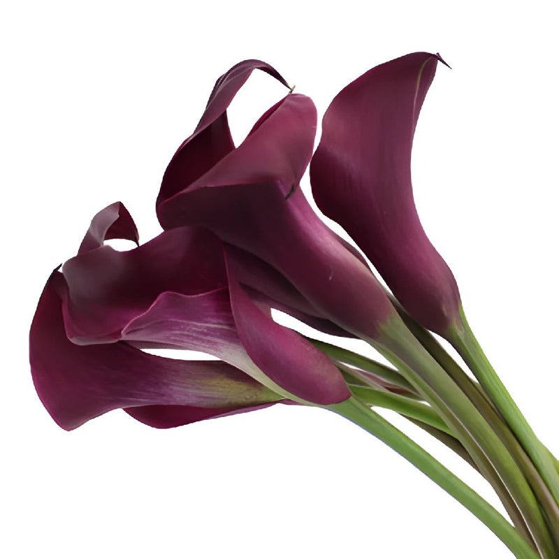 PurpleBerry Mini Calla Lily
