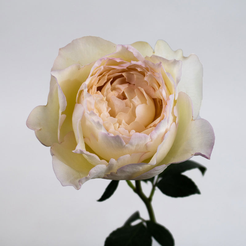 Cream Peony Piaget Rose Flower Stem