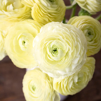 Wholesale Ranunculus Flowers Champagne