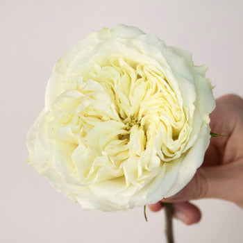 Creamy Ivory Peony Rose Stem