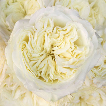 Creamy Ivory Peony Roses up close