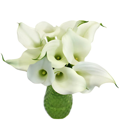 White Mini Calla Lily Flower Medium