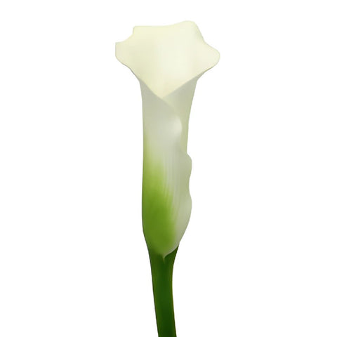 White Mini Calla Lily Flower Medium