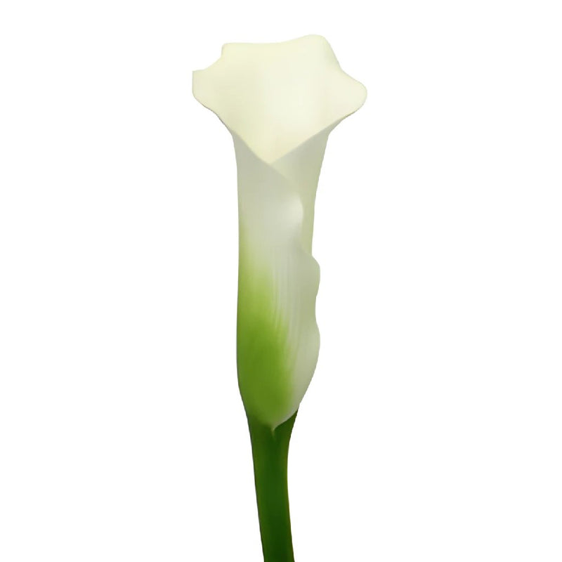 White Mini Calla Lily Flower Medium
