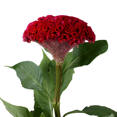 Celosia Fresh Dark Red Flowers