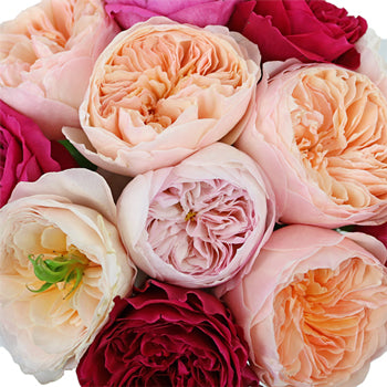 David Austin Assorted Garden Roses up close
