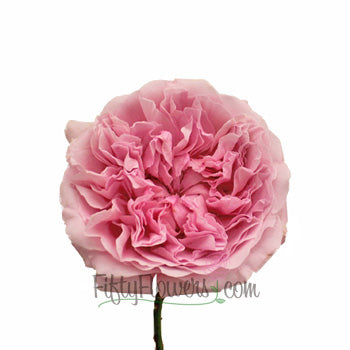 David Austin Light Pink Garden Rose Stem