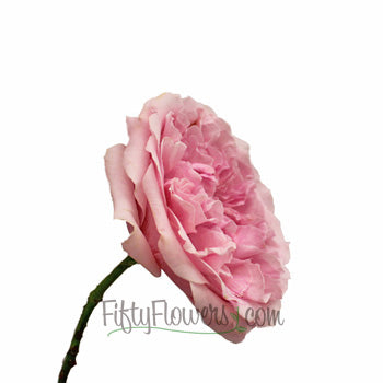 David Austin Light Pink Garden Rose Side Stem View