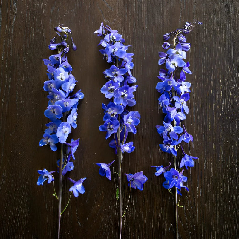 Delphinium Sea Waltz Dark Blue Designer Wholesale Flower FlatLay
