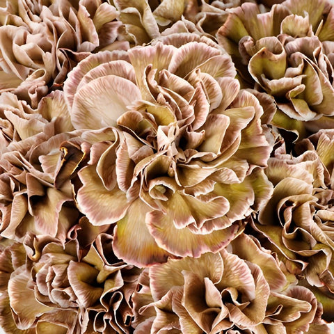 Dianthus Sepia Wholesale Carnations Up close