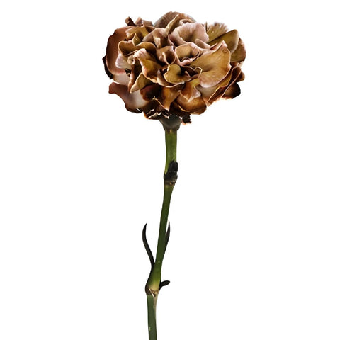 Dianthus Sepia Carnations side stem