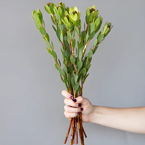 Unique Tropical Leucadendron Cone Bush