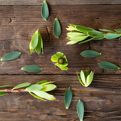 Unique Tropical Leucadendron Cone Bush