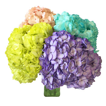 Assorted Enhanced Hydrangea Wholesale Flower Bunch in Hand